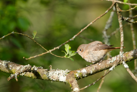 Thumbnail of Common Redstart